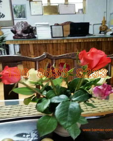 绿意常伴，花期绵长——揭秘高品质宿根草花供应商的挑选智慧