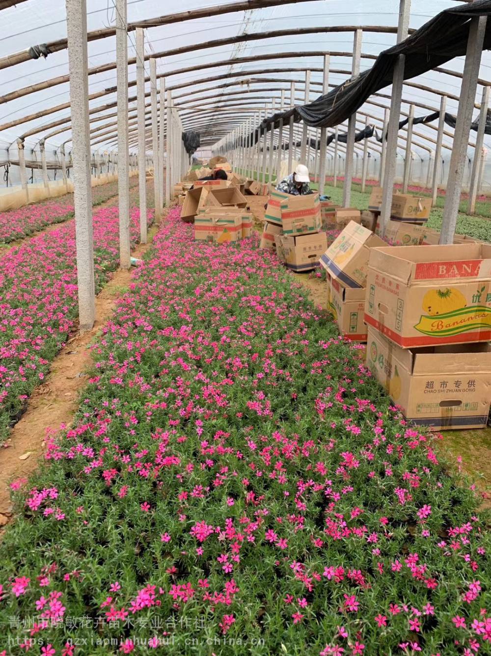 【芝樱种苗价格芝樱花苗批发】批发_厂家-青州市晓敏花卉苗木专业合作