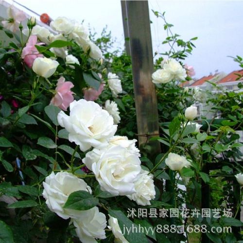 直销批发盆栽花卉植物 微型月季 钻石月季 小白龙 多头玫瑰花苗