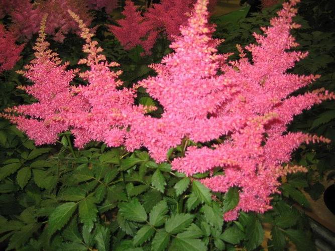 齐鲁花乡的绿色引擎 青州晨鸣花卉苗木专业合作社发展纪实